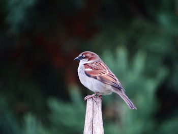 Close-up of bird perching on wooden post