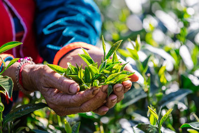 Midsection of person holding plants