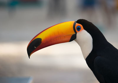 Close-up of hornbill