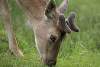 Close-up of a horse on field
