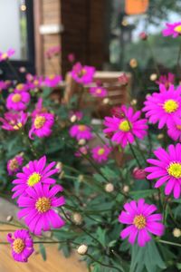 Close-up of pink flowers