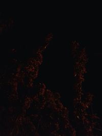 Low angle view of trees against sky at night