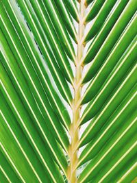 Close-up of palm leaves