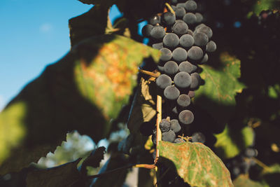 Close-up of grapes growing on plant