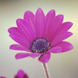 Close-up of pink flower