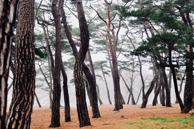 Panoramic view of pine trees in forest