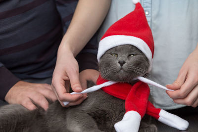 Close-up of cat wearing santa hat