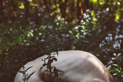 Midsection of naked person amidst plants