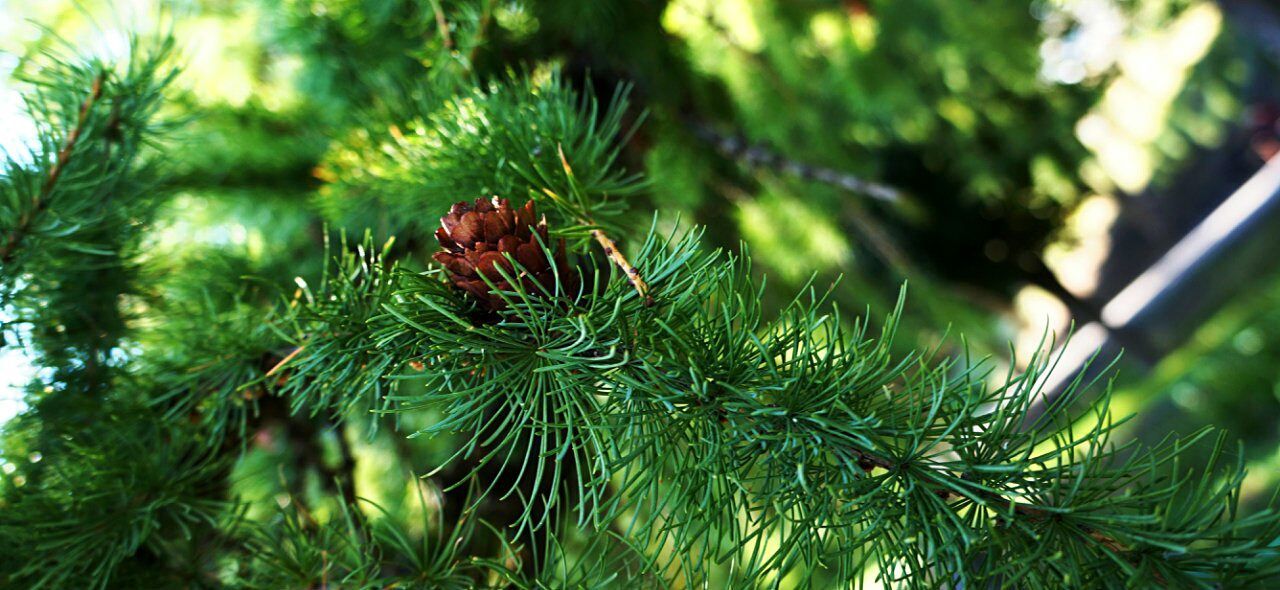 animals in the wild, animal themes, green color, nature, insect, no people, outdoors, close-up, day, growth, tree, jumping spider