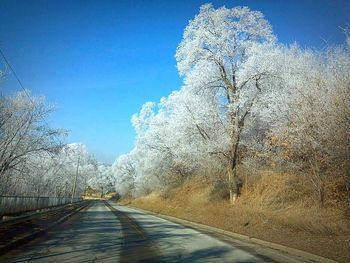 Road passing through bare trees