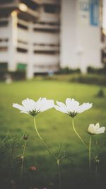 Close-up of flowers blooming outdoors