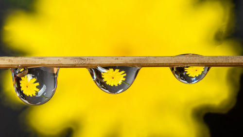 Close-up of wet yellow plant during rainy season