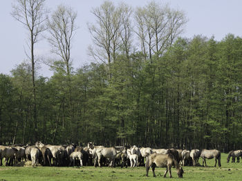 Widl horses in germany