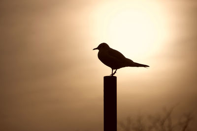 Seagull perching on a wooden post