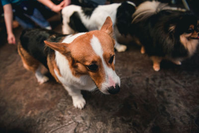 High angle view of dog on field