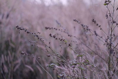 Close-up of flowering plants on field