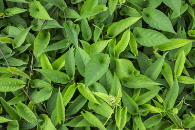 Full frame shot of green leaves