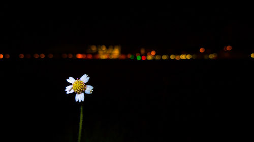 Close-up of illuminated flowering plant against black background