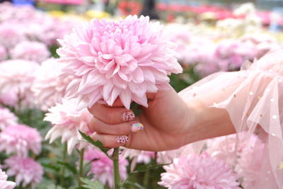 Close-up of hand holding pink flowering plant