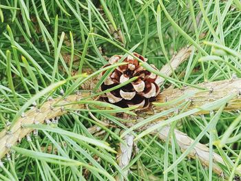 High angle view of pine cone on field