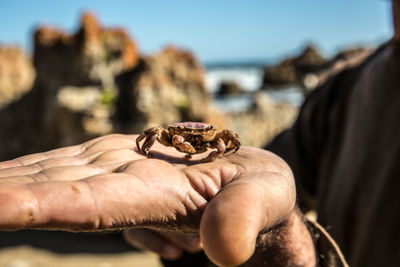 Close-up of hand holding crab