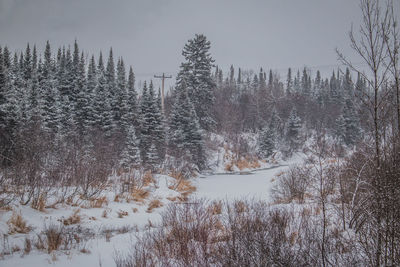 Snow covered trees against sky