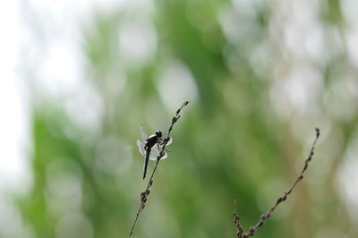 Close-up of insect on twig