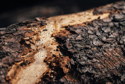 Close-up of mushroom on tree trunk