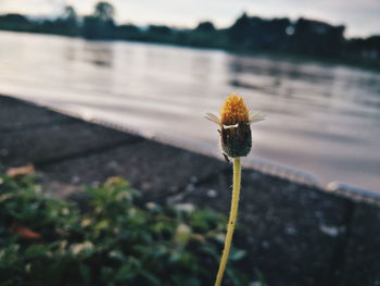 Close-up of yellow flower growing in lake