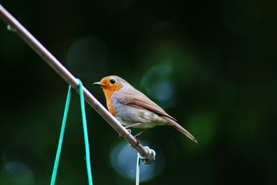 Close-up of bird perching