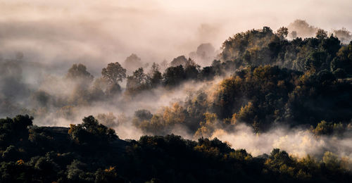 Spectacular landscape of fluffy clouds floating over mountains covered with lush trees in sunny morning