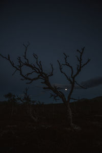 Scenic view of bare tree and full moon