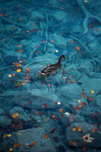 High angle view of duck swimming in lake during autumn