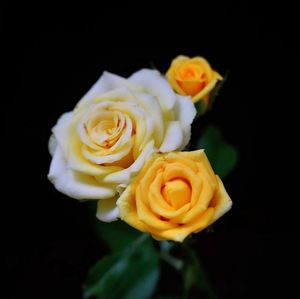 Close-up of yellow rose against black background