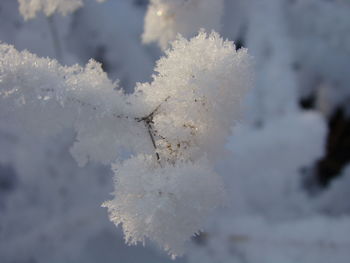 Close-up of snow covered tree