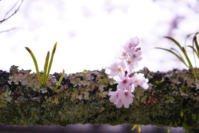 Close-up of pink flowers