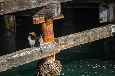 Close-up of bird perching on feeder