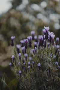 Close-up of purple crocus flowers