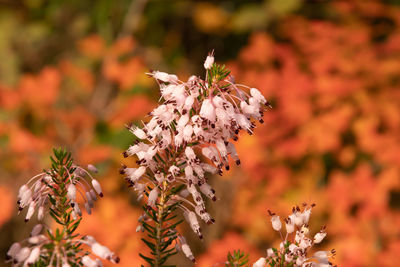 Close-up of red flowering plant