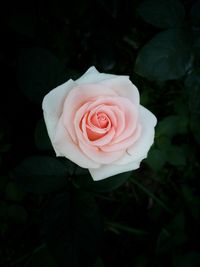 Close-up of pink rose