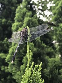 Close-up of insect on plant