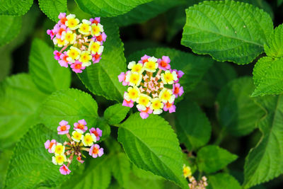 Close-up of pink flowering plants