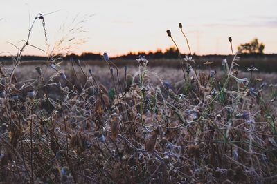 Close-up of plants on field against sky