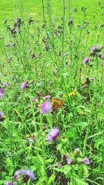 Purple flowers blooming in field