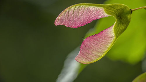 Close-up of pink flowering plant