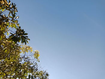 Low angle view of tree against clear blue sky