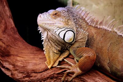 Close-up of lizard