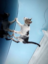 Low angle view of cat hanging on wall