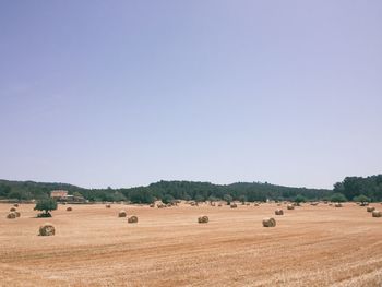 Hay bales on field