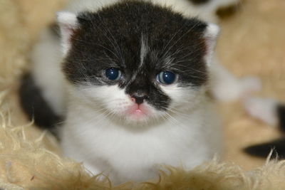 Close-up portrait of cat